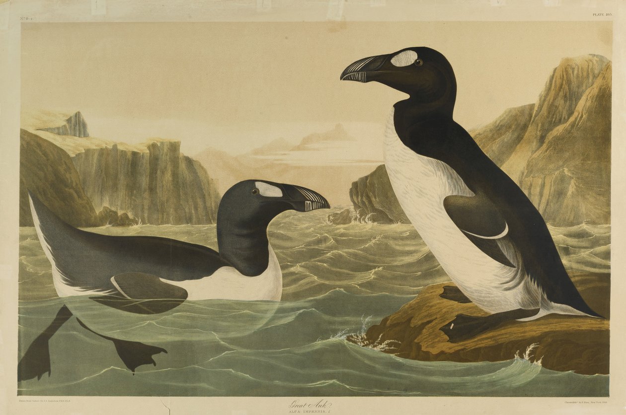 Great Auk, tiskl Julien Bien a publikoval Roe Lockwood & Son, 1861 (chromolitograf) od John James Audubon