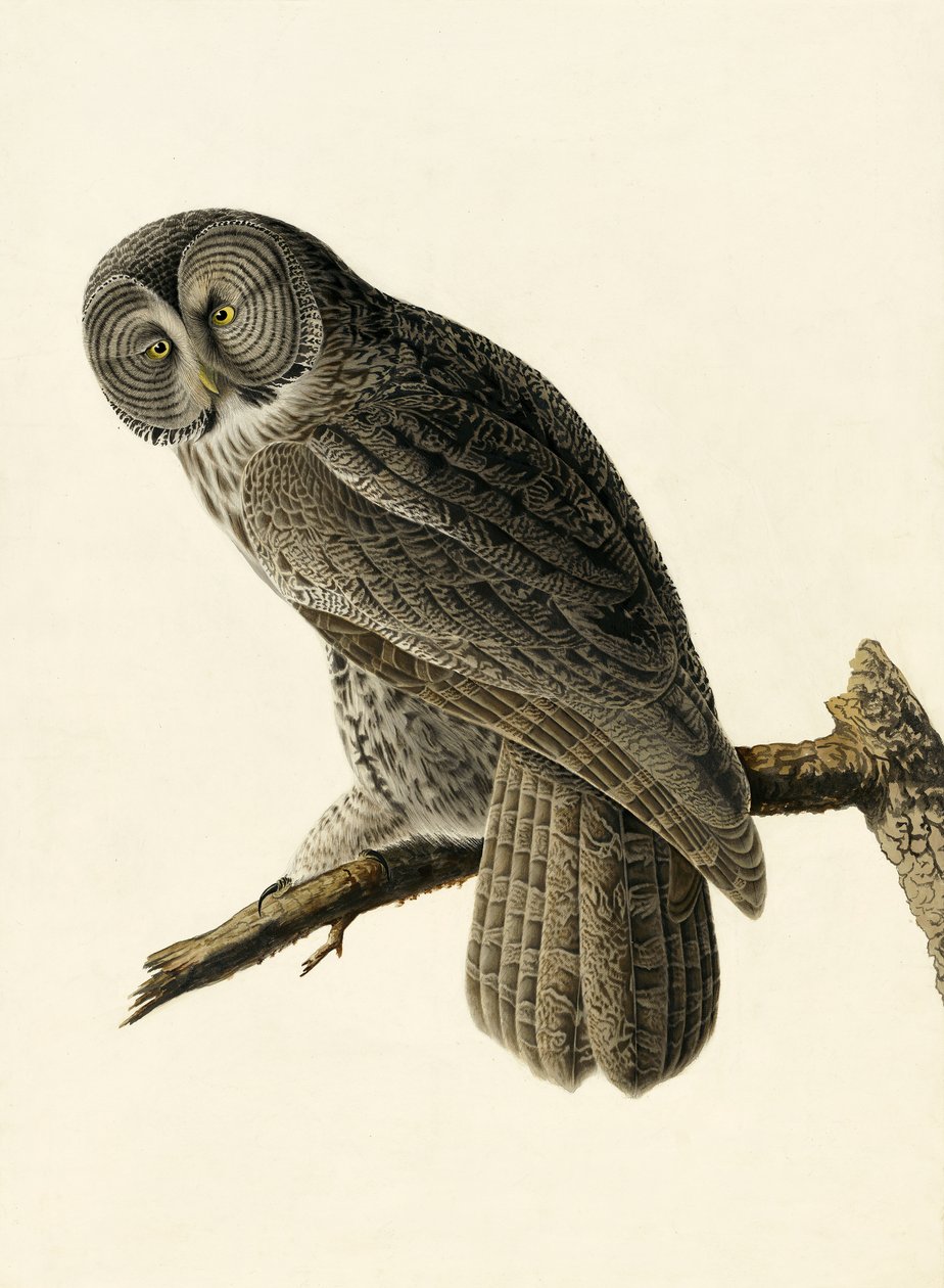 Velká Cinereous Owl, Strix Nebulosa, z "The Birds of America" od Johna J. Audubona, hospoda. 1827-38 od John James Audubon