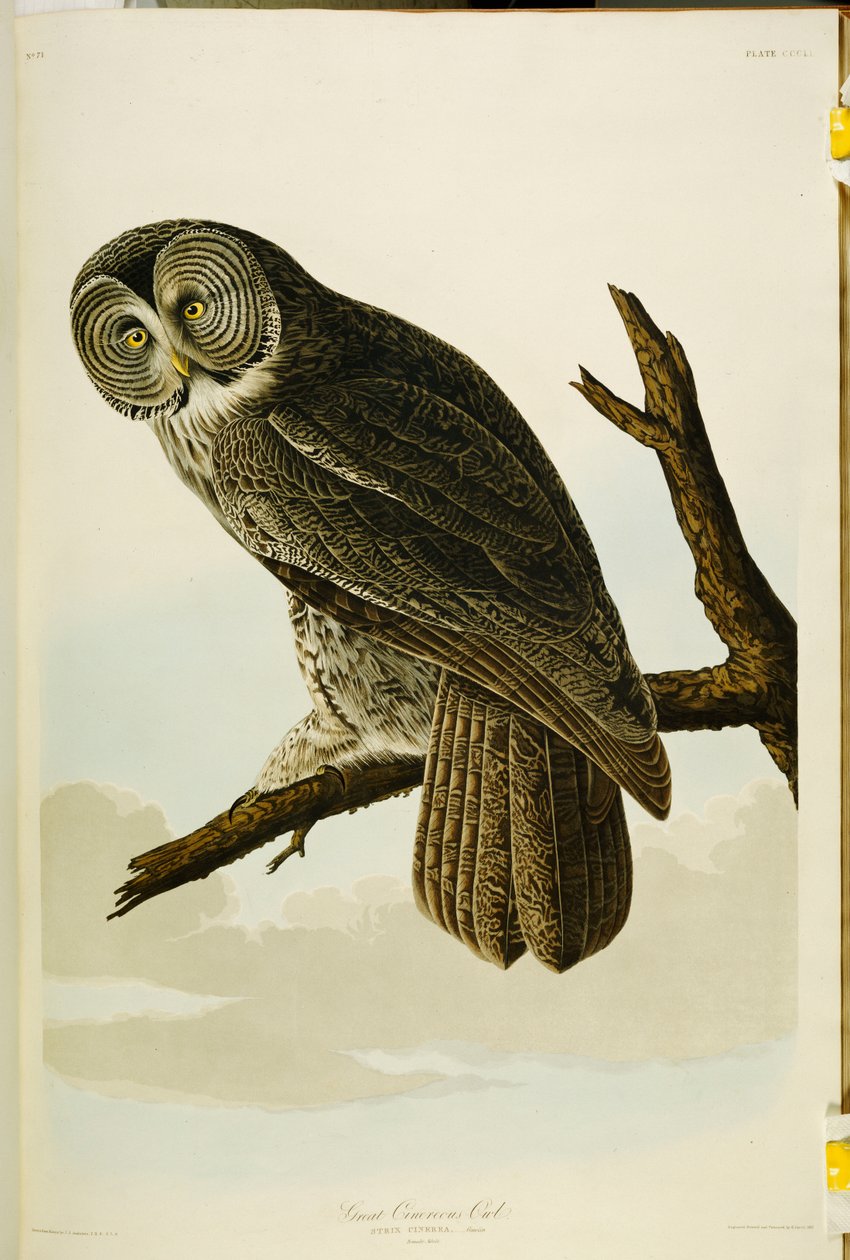 Velká Cinereous Owl, z "The Birds of America" od John James Audubon