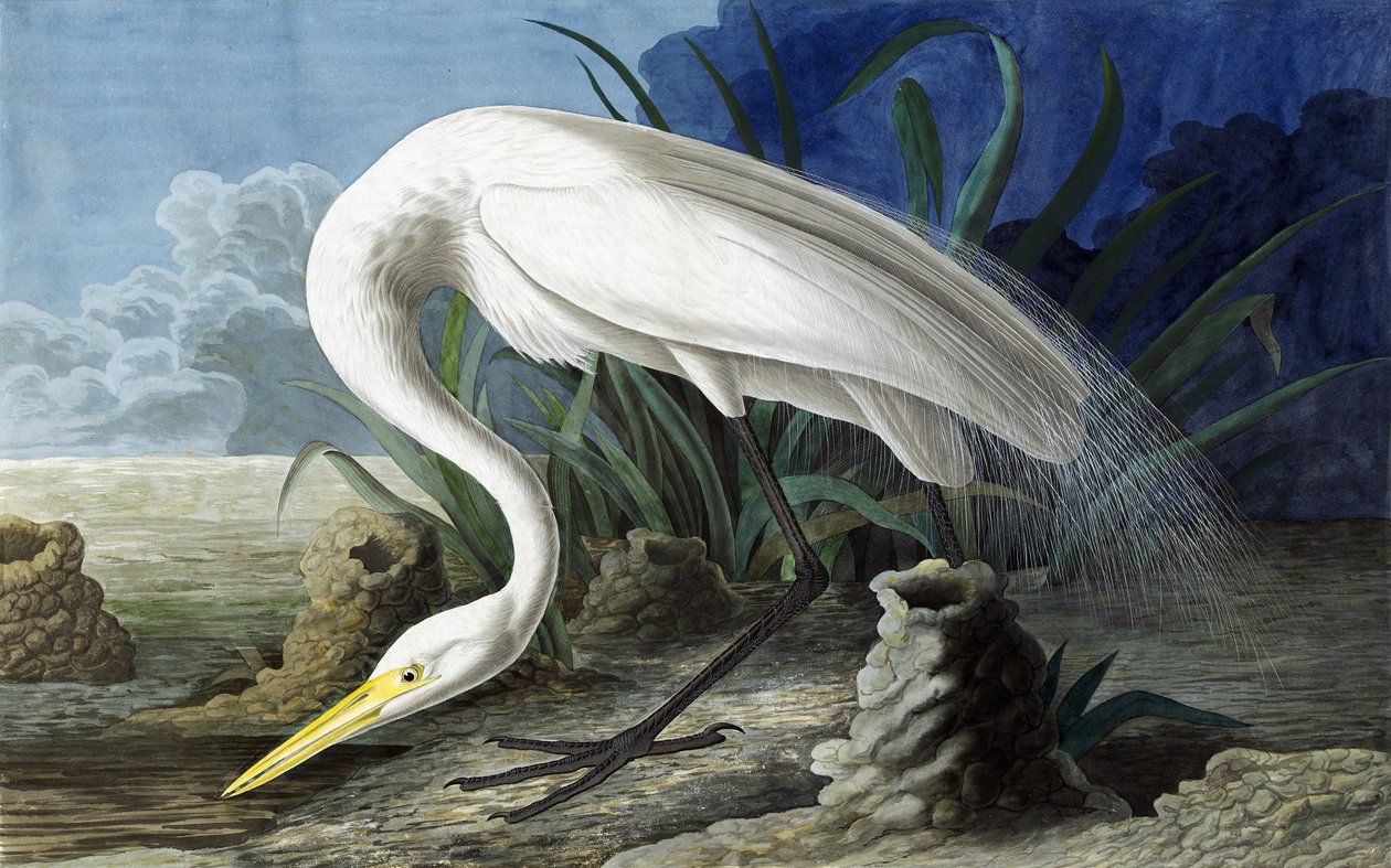 Volavka velká, Casmerodius Albus, z "The Birds of America" od Johna J. Audubona, hospoda. 1827-38 od John James Audubon