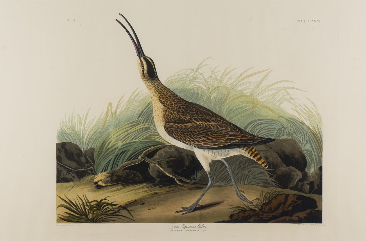 Great Esquimaux Curlew, 1835 (wc na papíře) od John James Audubon