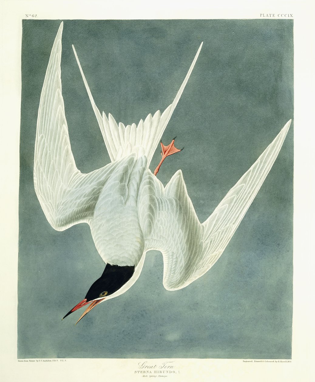 Velký obrat, Muž, jarní peří, 1836 od John James Audubon