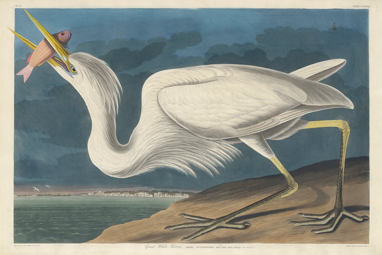 Velká bílá volavka, 1835 od John James Audubon