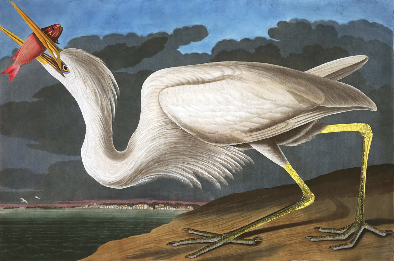Volavka bílá, Ardea Occidentalis, z "The Birds of America" od Johna J. Audubona, hospoda. 1827-38 od John James Audubon