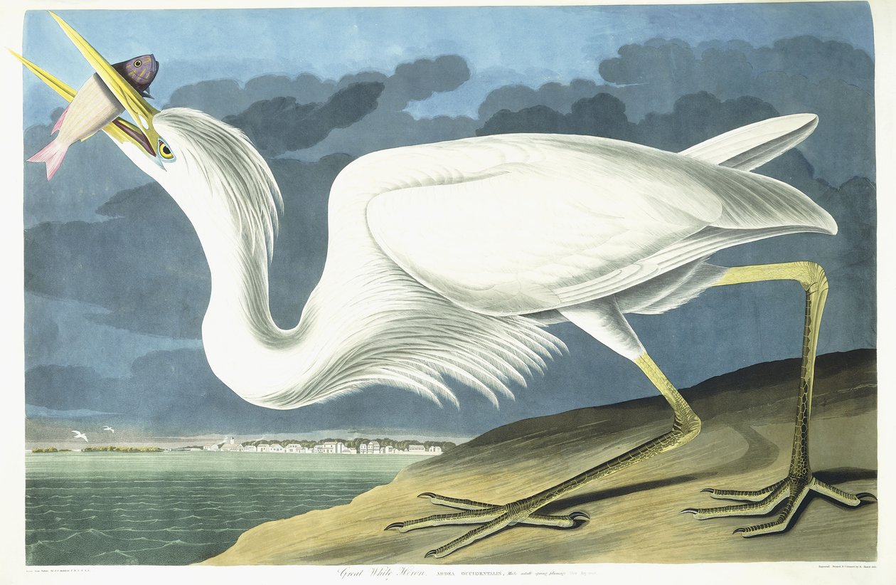 Volavka bílá, dospělý samec, jarní peří, 1835 od John James Audubon