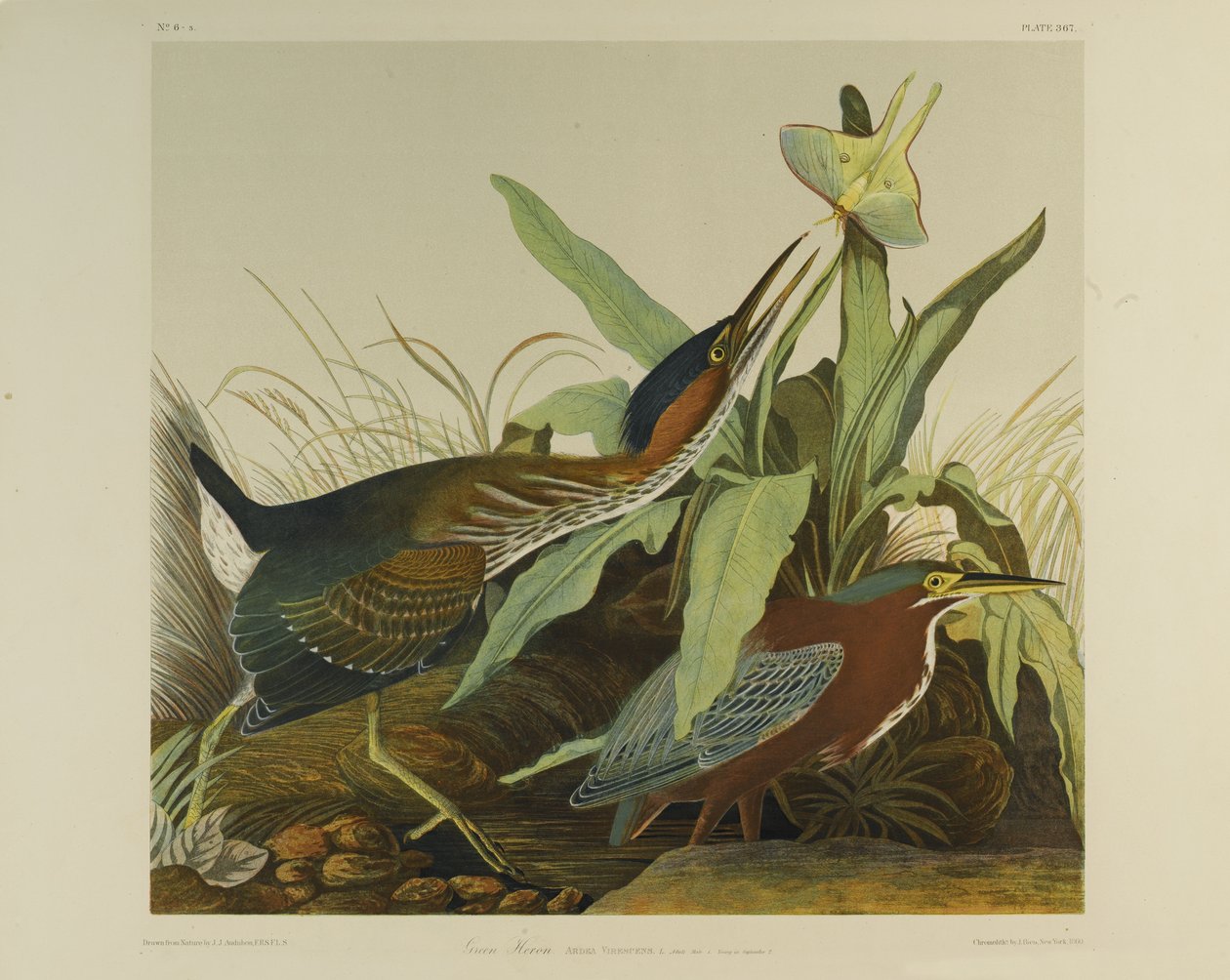 Zelená volavka, tiskl Julien Bien a publikoval Roe Lockwood & Son, 1861 (chromolitografie) od John James Audubon