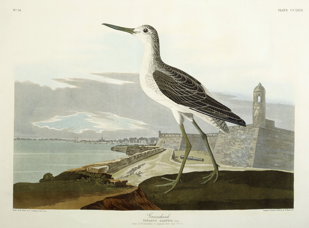 Greenshank, Pohled na St, 1835 od John James Audubon