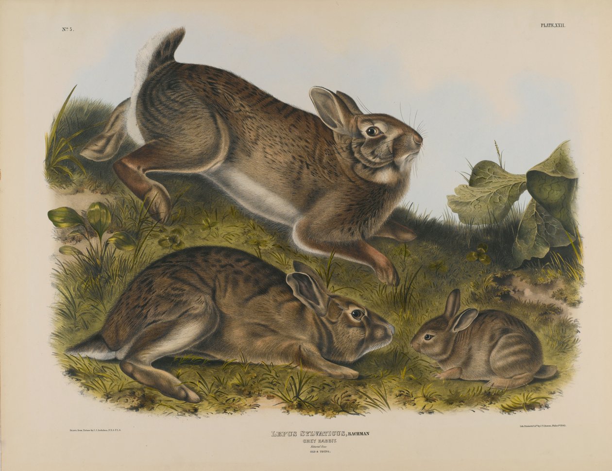 Šedý králík od John James Audubon