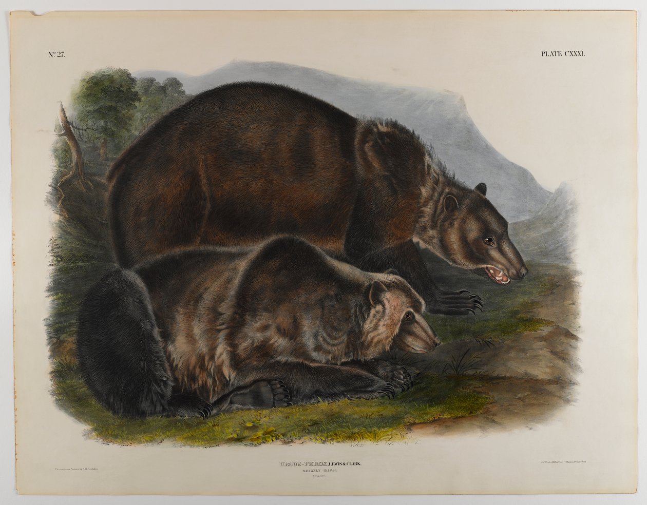 Grizzly od John James Audubon