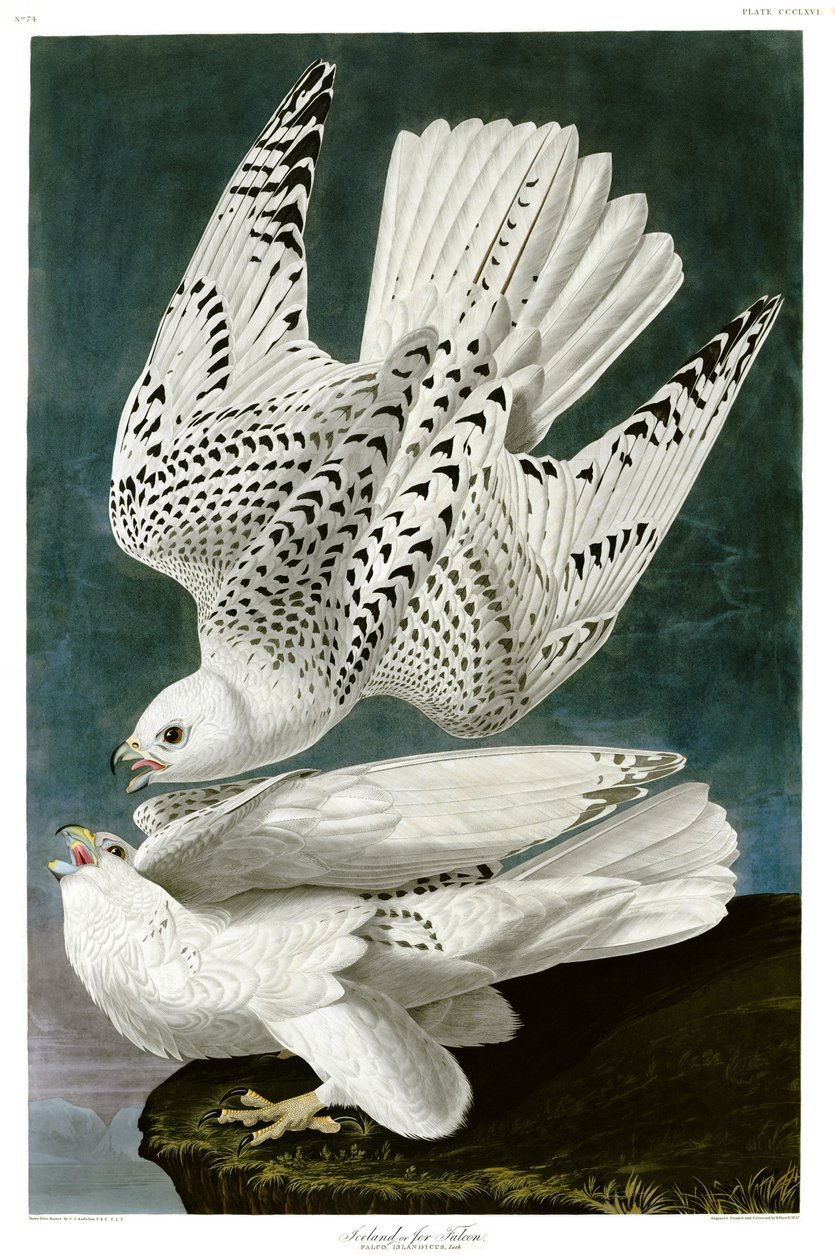 Gyrfalcon , Falco rusticolus, ručně kolorovaná rytina od John James Audubon