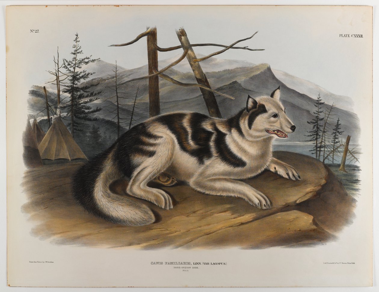 Zajíc indický pes od John James Audubon