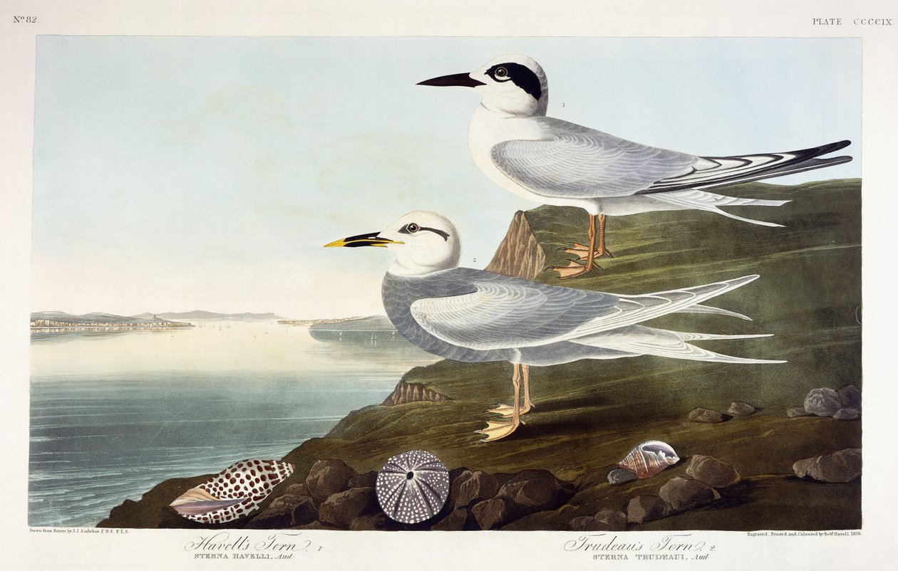 Rybák Havellův a Rybák Trudeauův, 1838 od John James Audubon