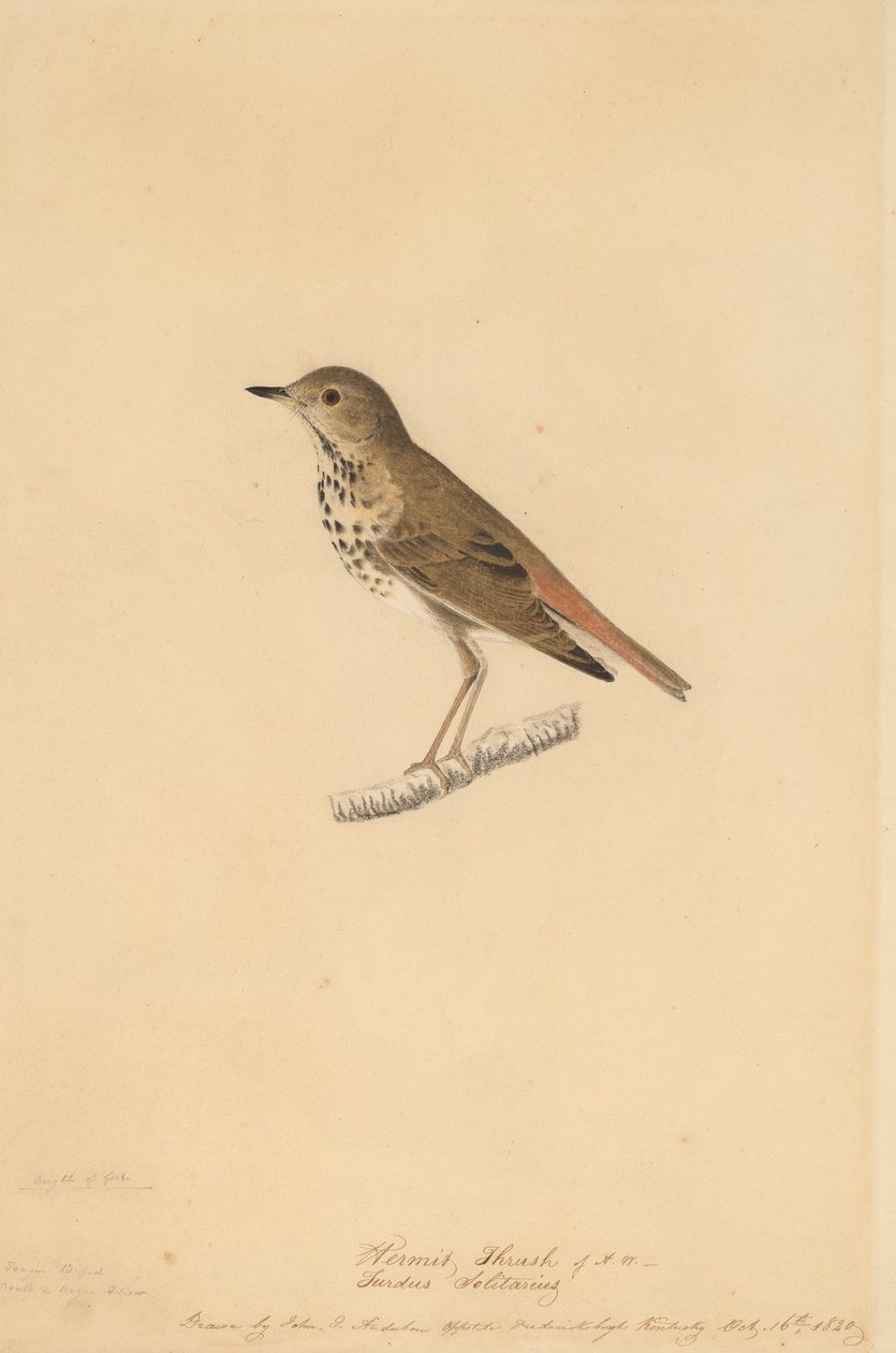Drozd poustevník, 1820. od John James Audubon