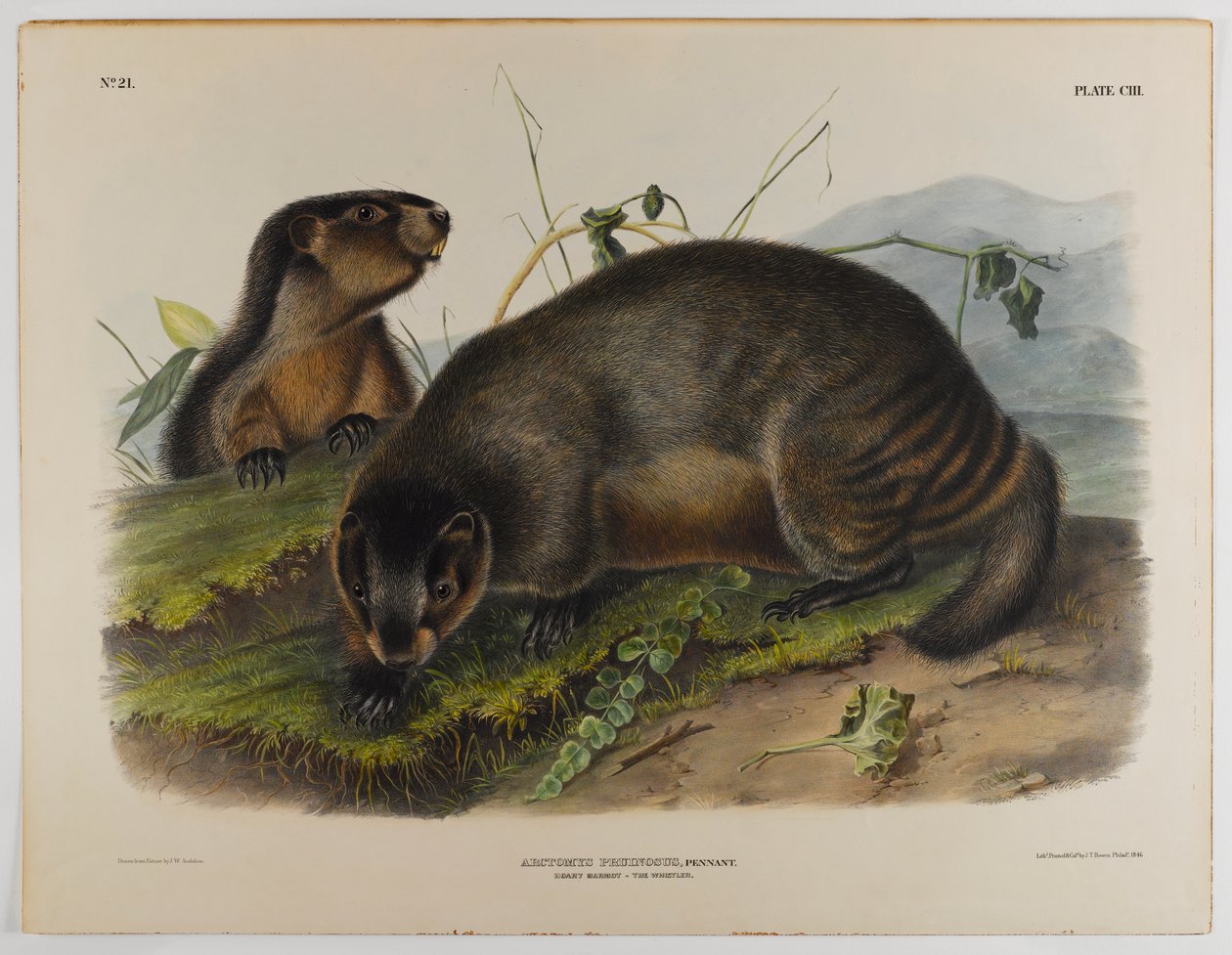 Svišť šedivý od John James Audubon