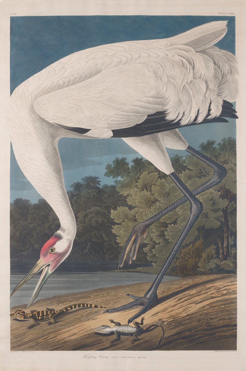 Hooping Crane, 1834 od John James Audubon