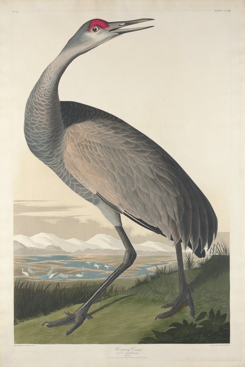 Hooping Crane, 1835 od John James Audubon