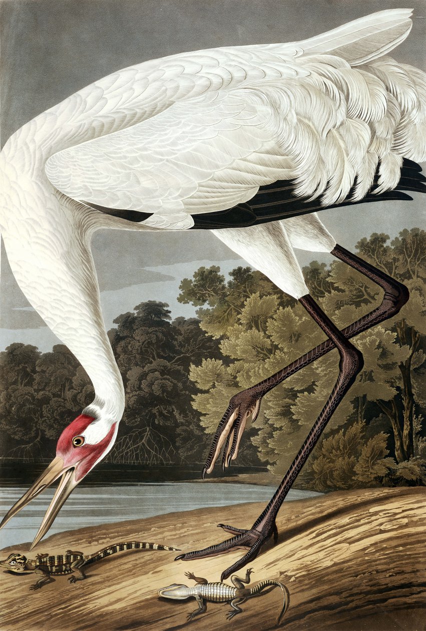 Hooping Crane, Grus Americana, z "The Birds of America" od Johna J. Audubona, hospoda. 1827-38 od John James Audubon