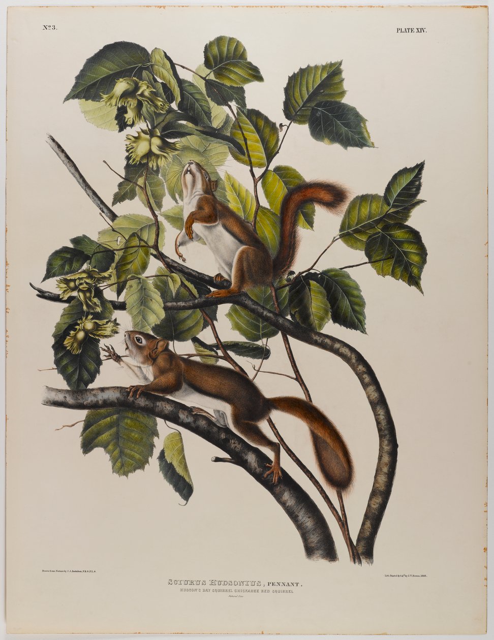 Veverka z Hudsonova zálivu od John James Audubon