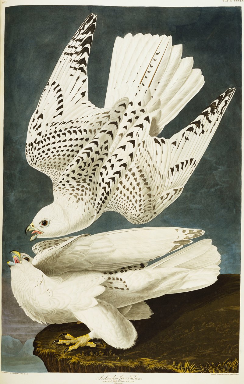 Island nebo Jer Falcon. Gyrfalcon od John James Audubon