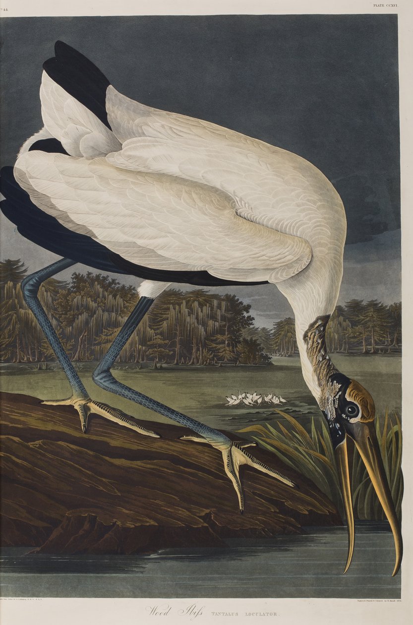 Ilustrace z 