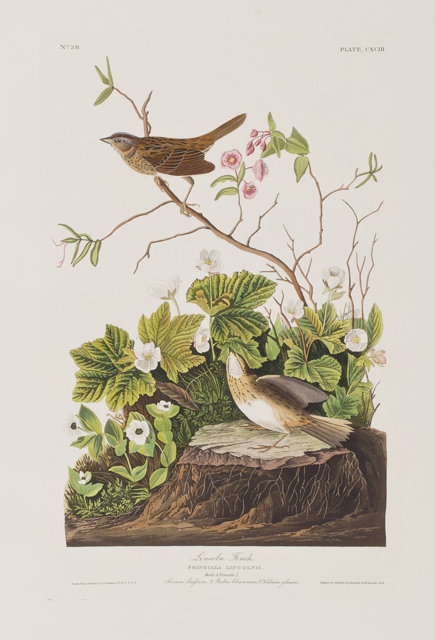 Ilustrace z 