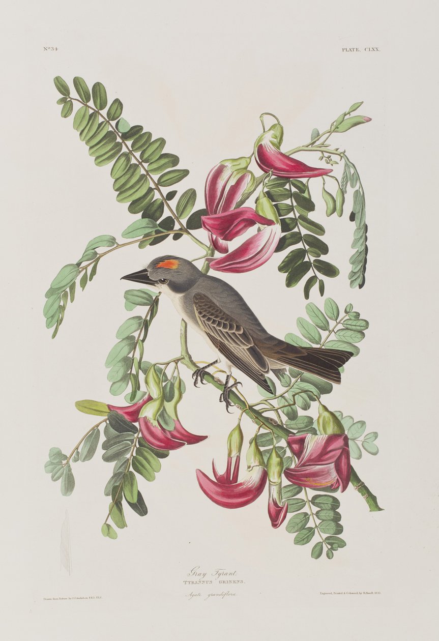 Ilustrace z 