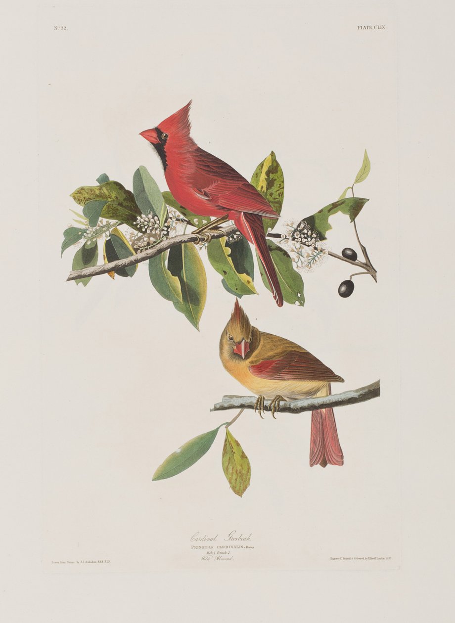 Ilustrace z 