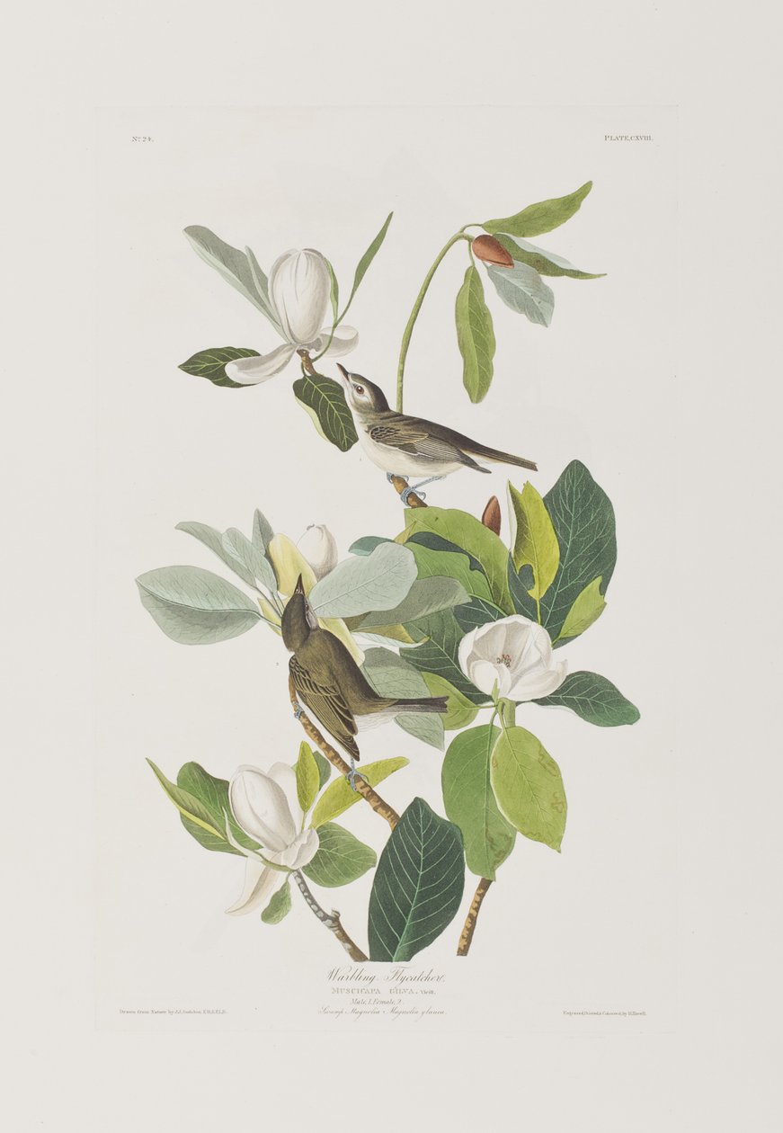 Ilustrace z 