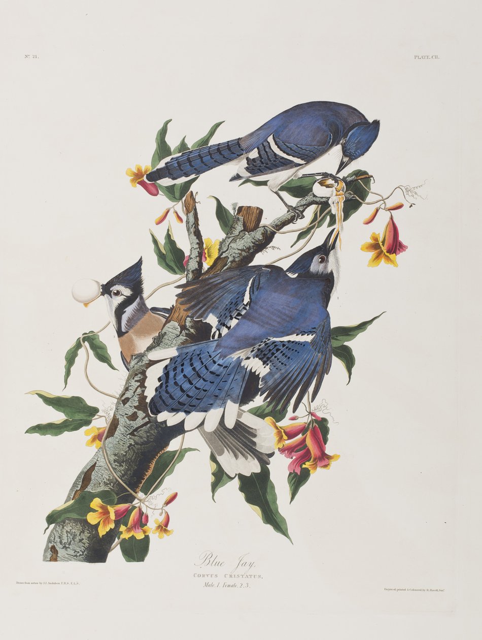 Ilustrace z 
