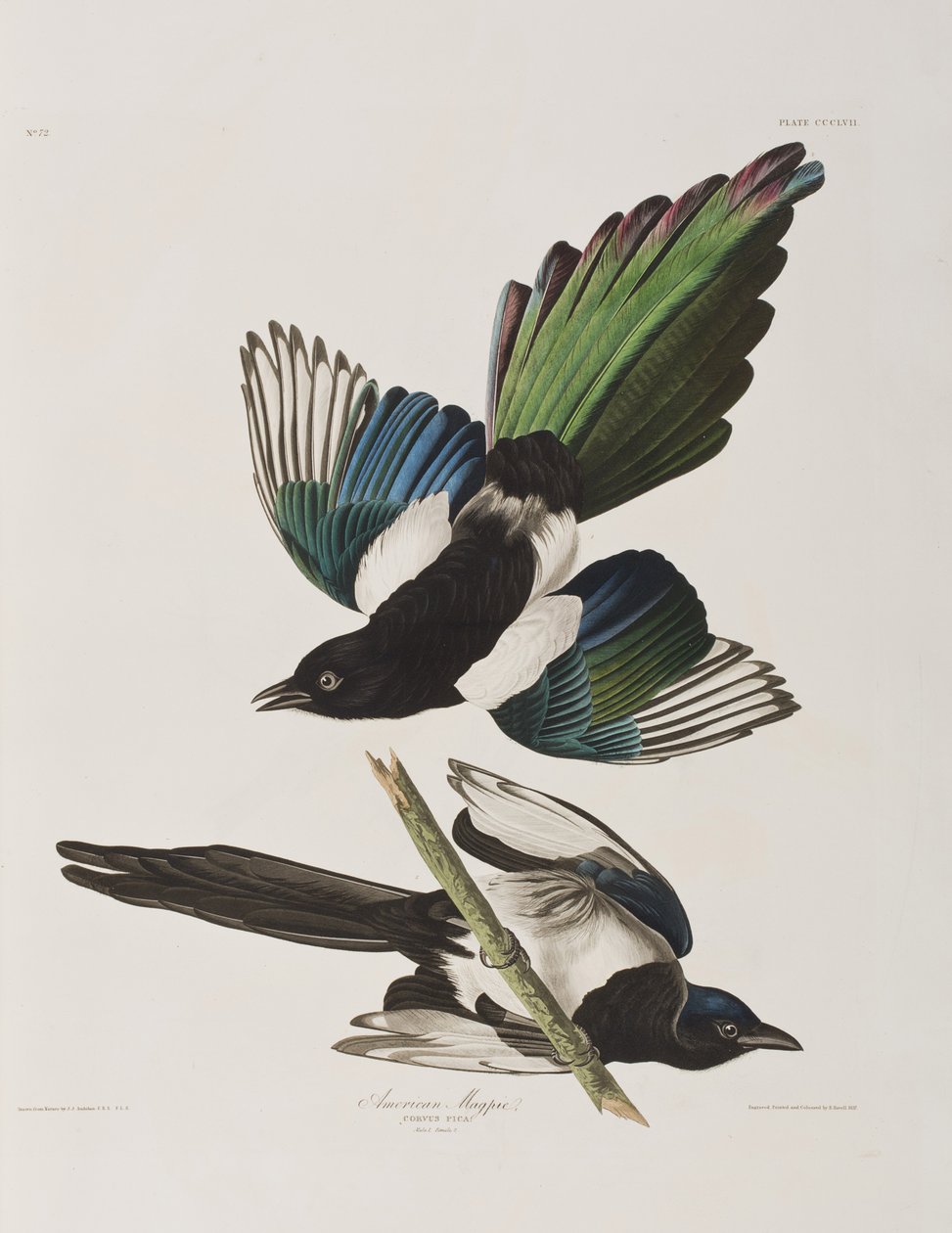 Ilustrace z 