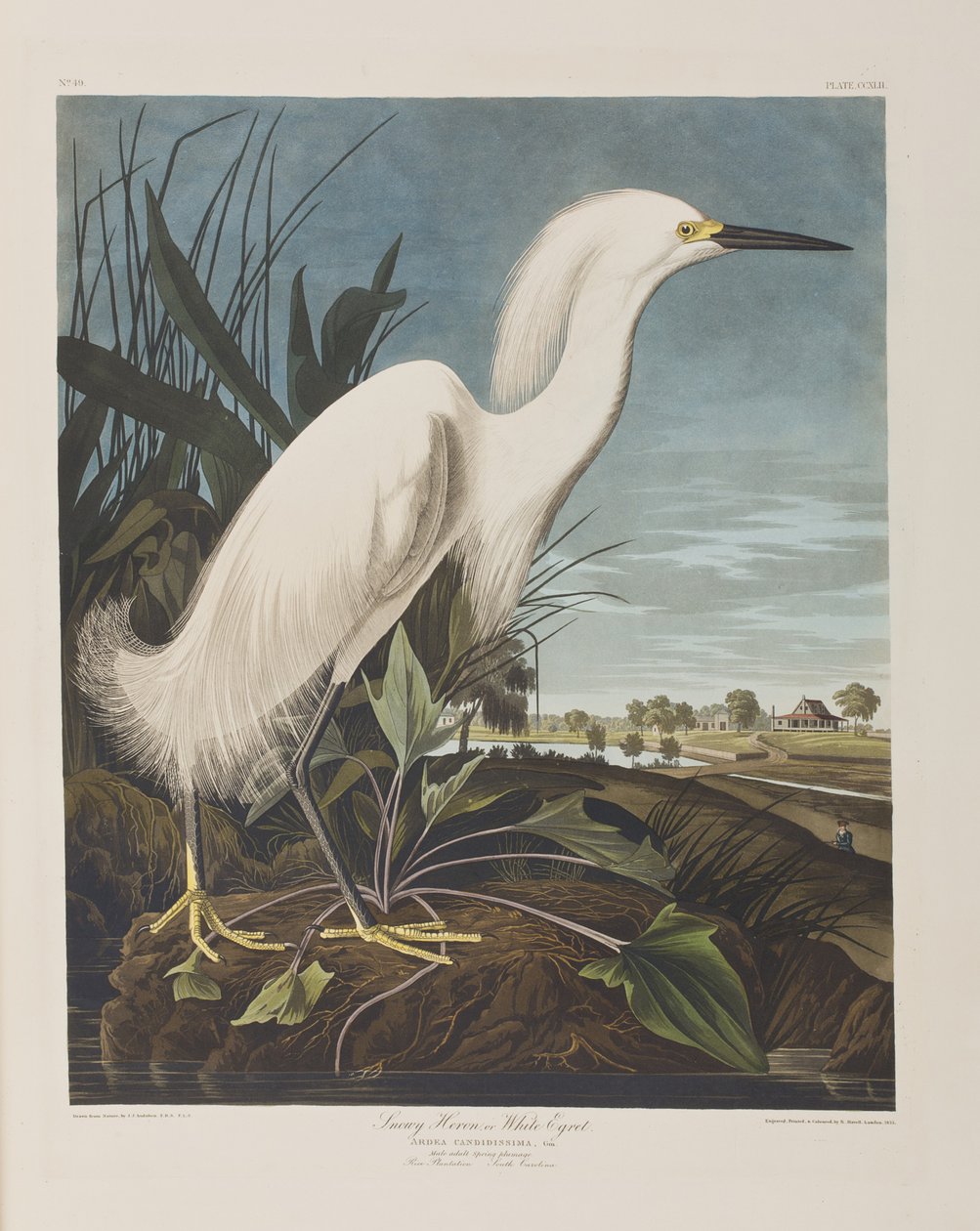 Ilustrace z 