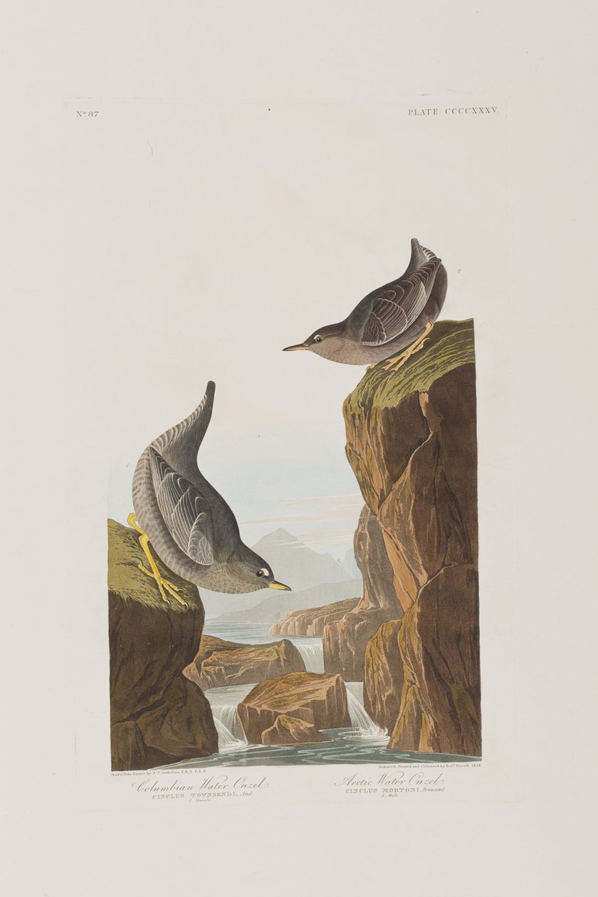 Ilustrace z 