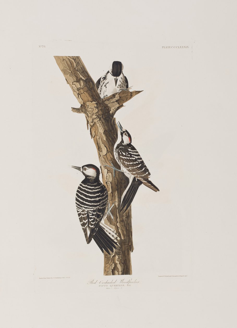 Ilustrace z 