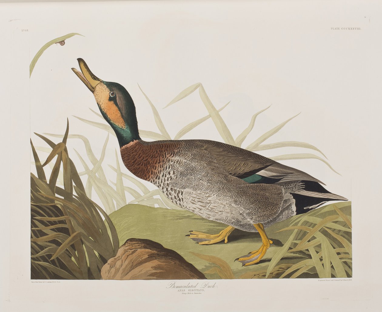 Ilustrace z 