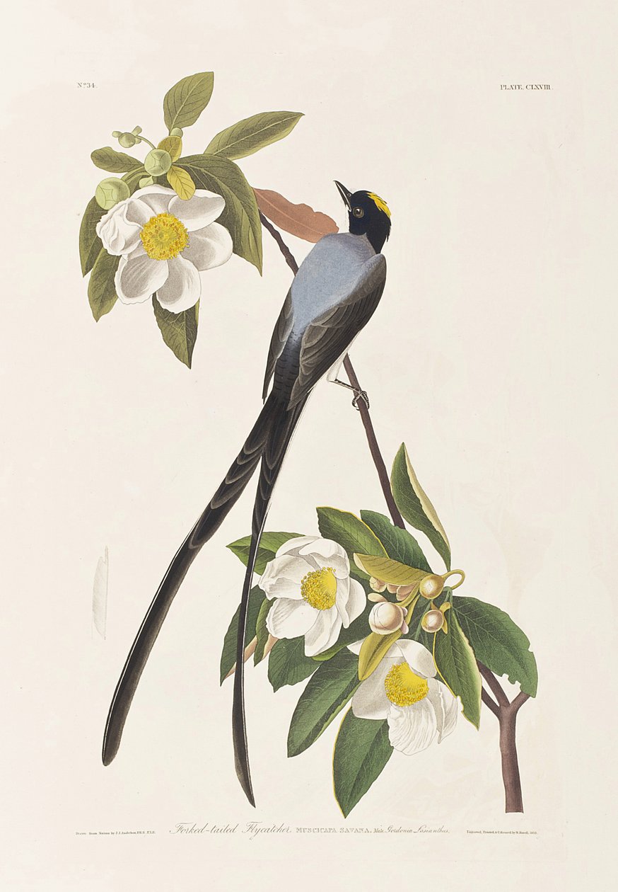 Ilustrace z 