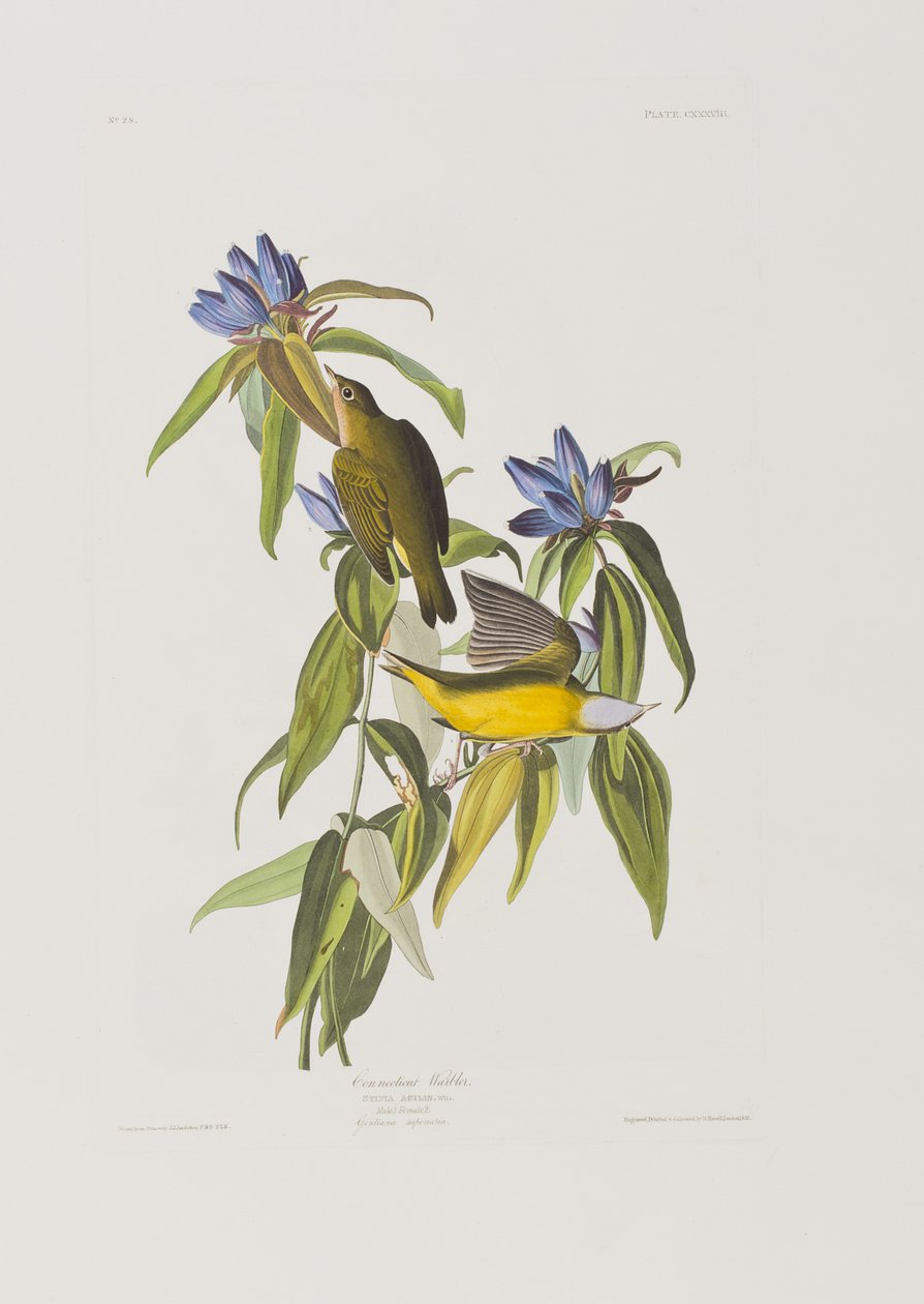 Ilustrace z 