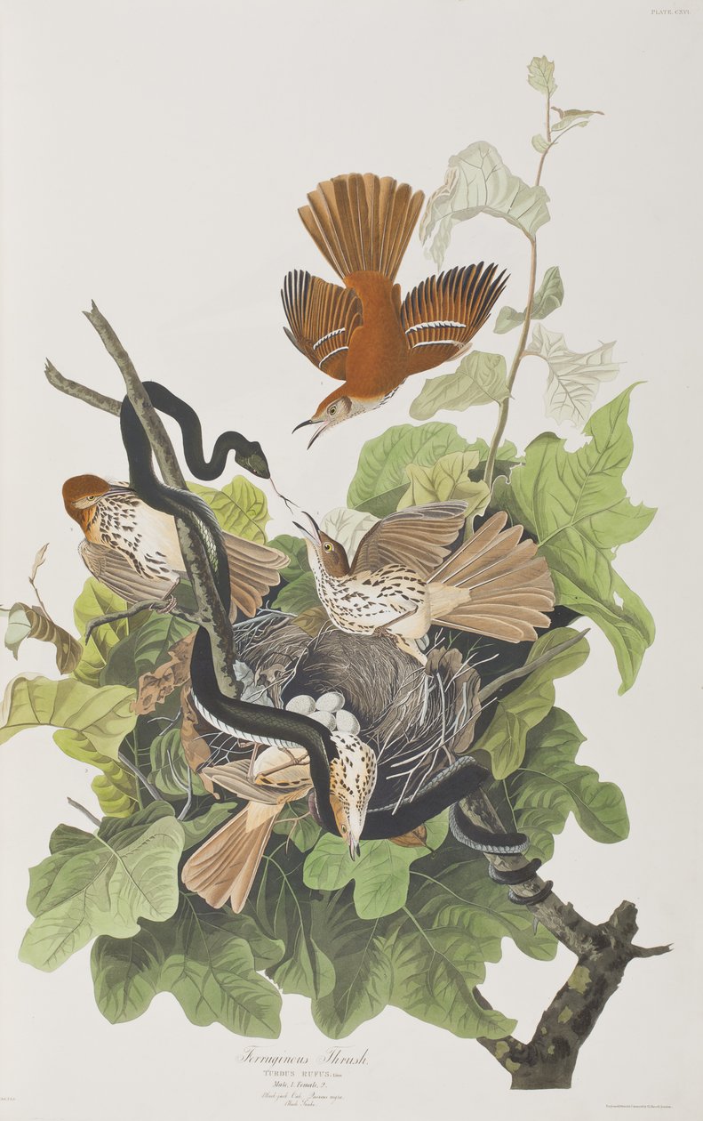 Ilustrace z 
