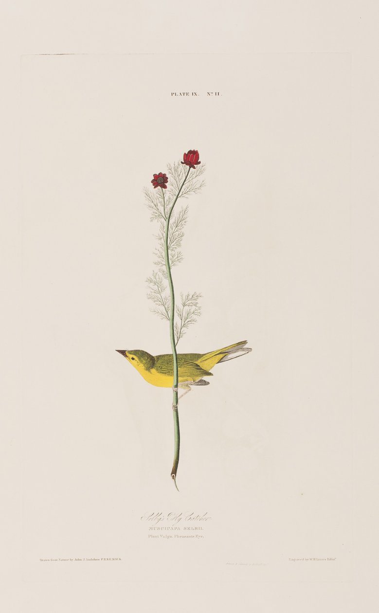 Ilustrace z 