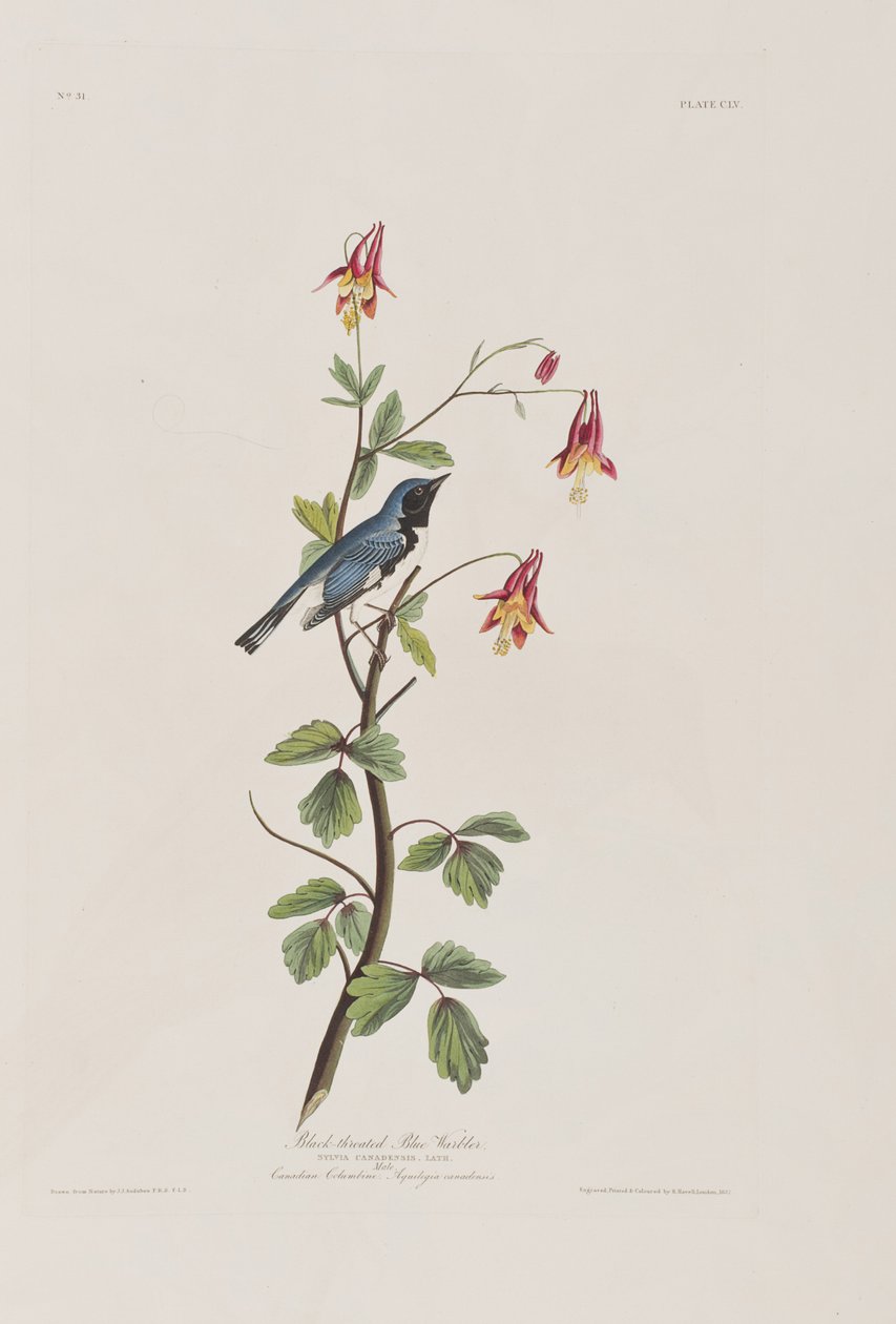 Ilustrace z 