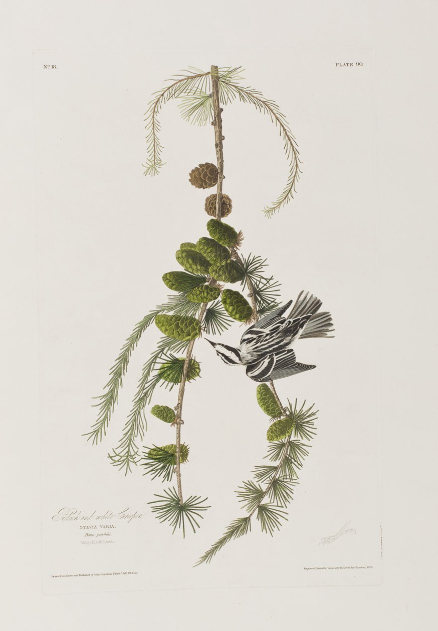 Ilustrace z 