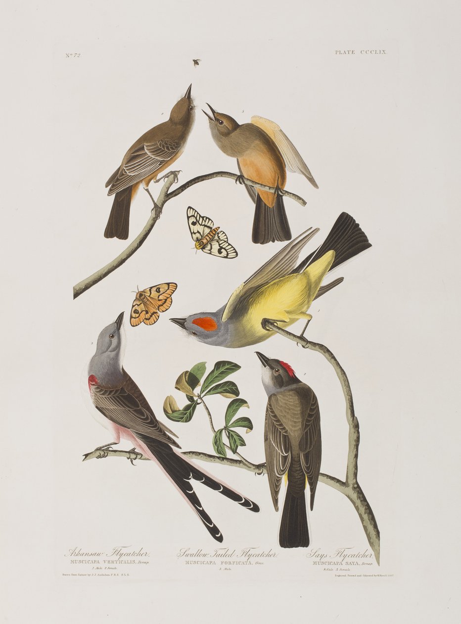 Ilustrace z 