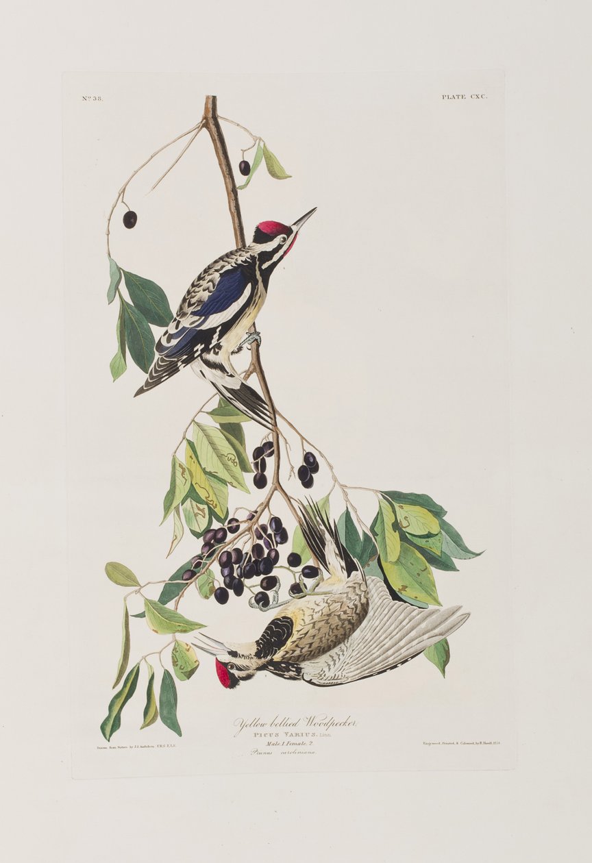 Ilustrace z 