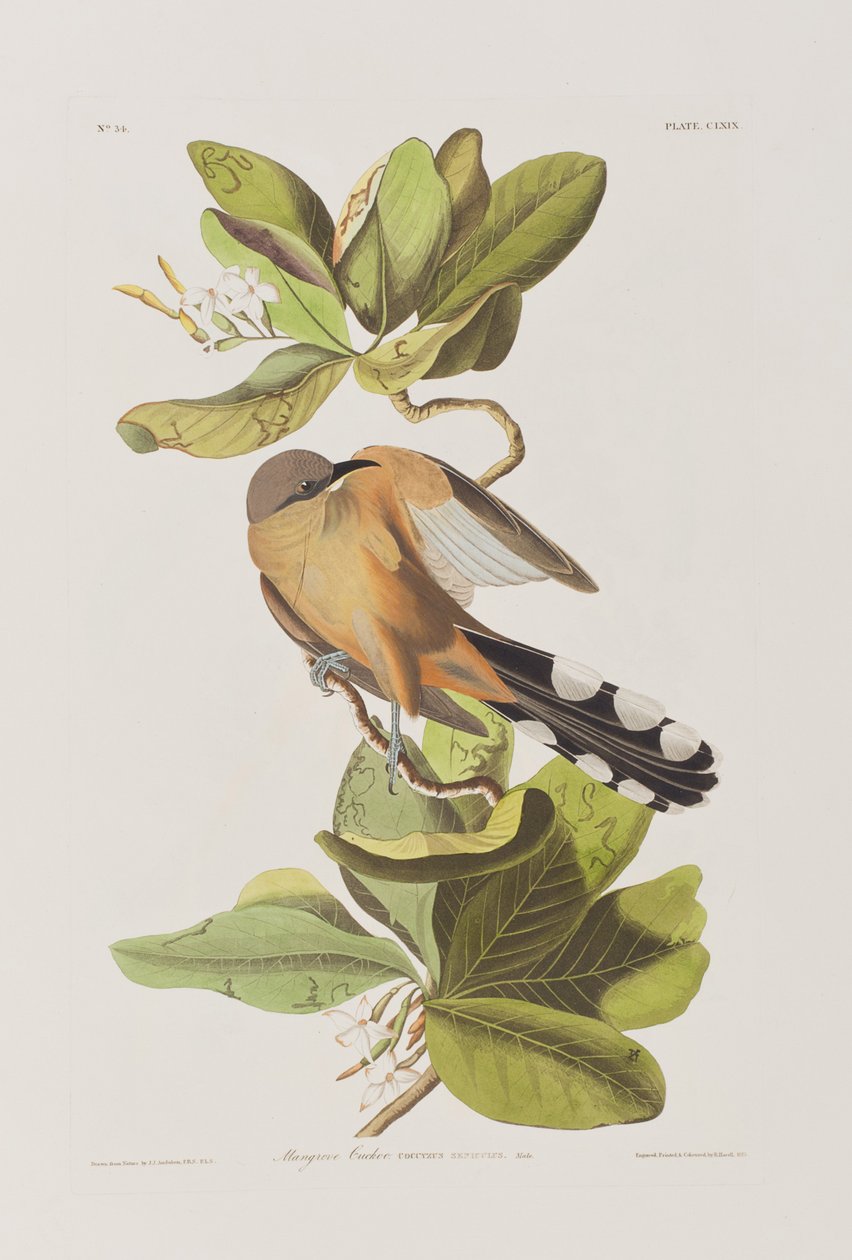 Ilustrace z 