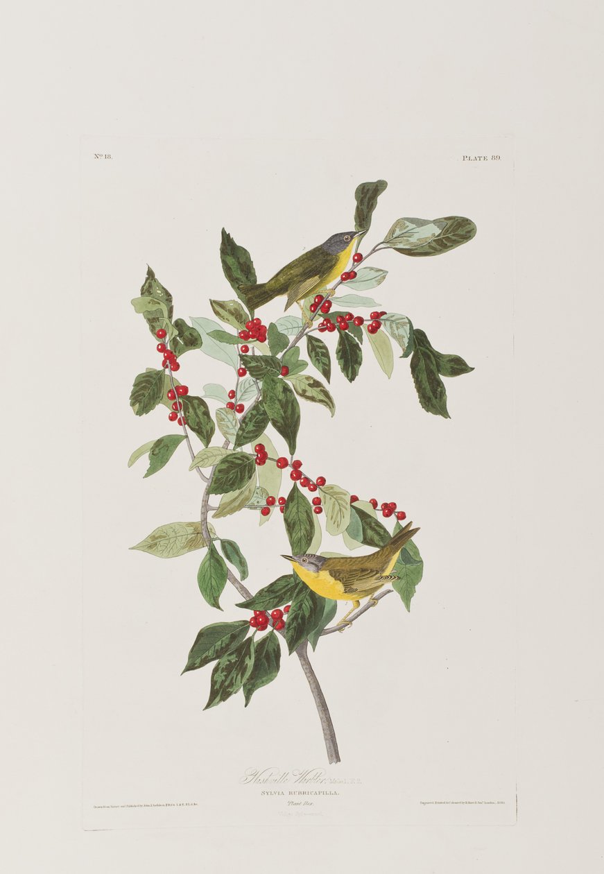 Ilustrace z 