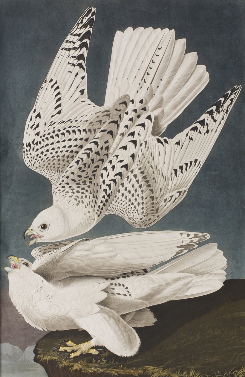 Ilustrace z 