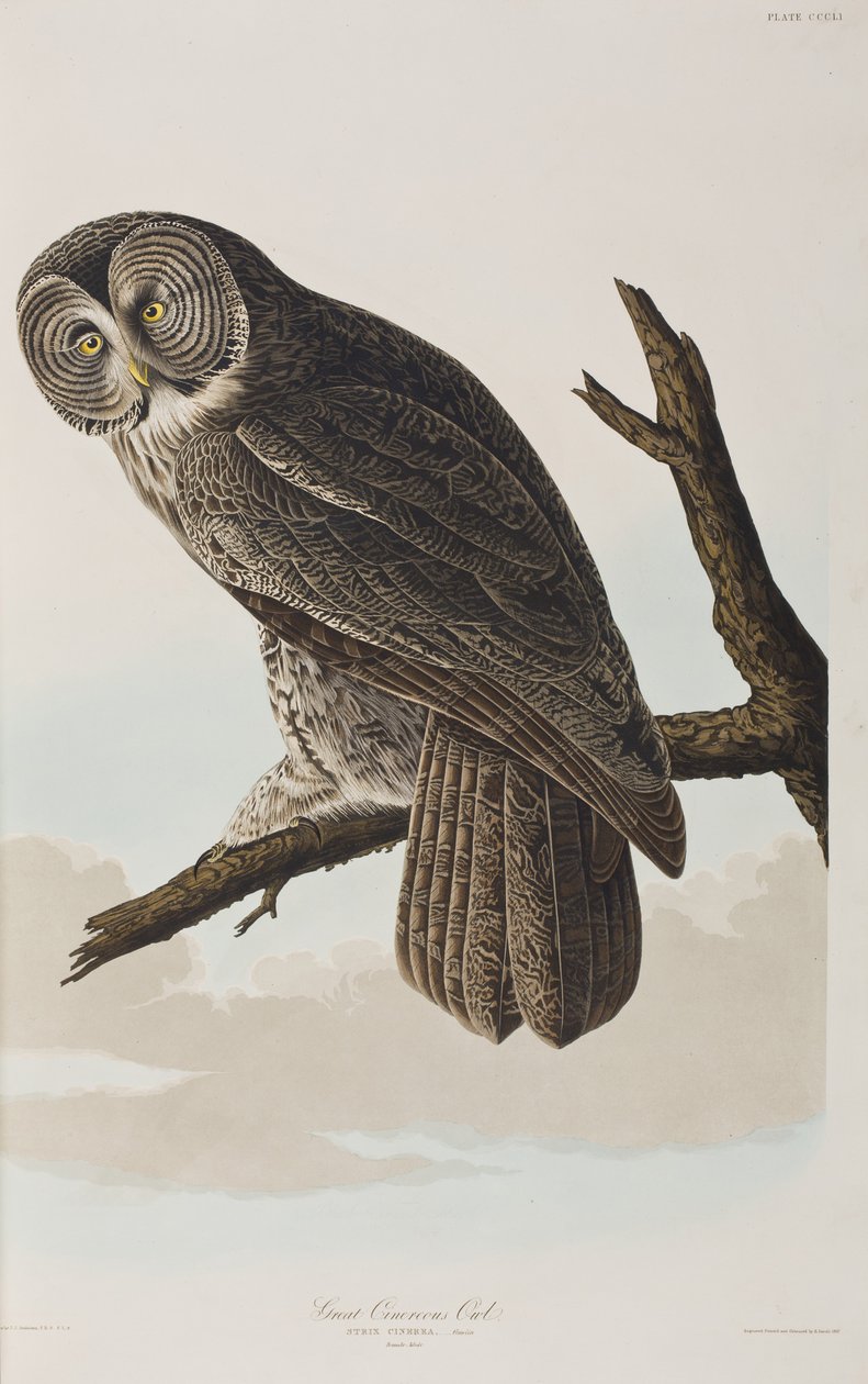 Ilustrace z 