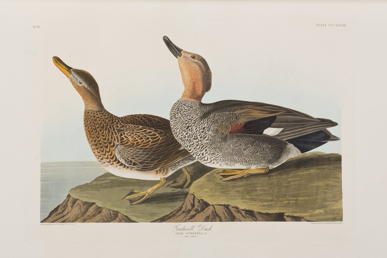 Ilustrace z 