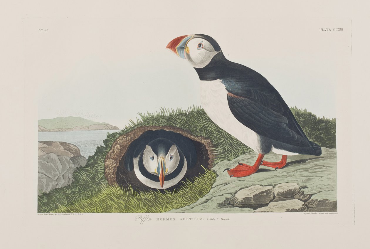 Ilustrace z 