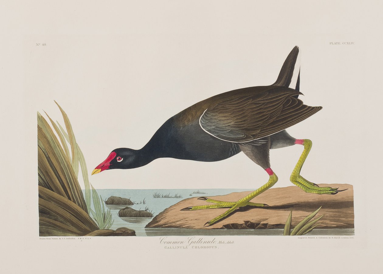 Ilustrace z 