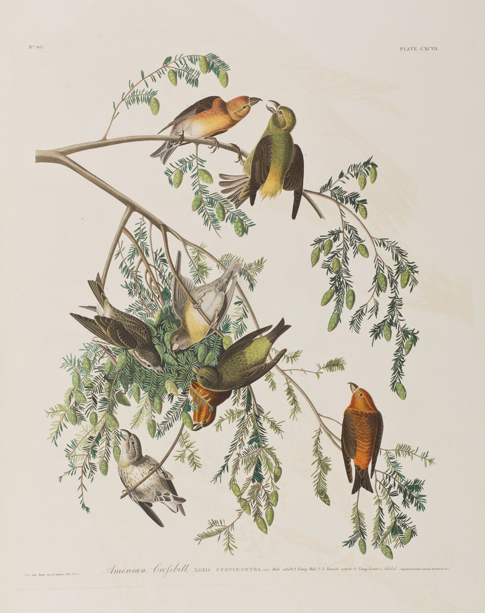 Ilustrace z 